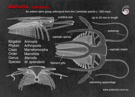 Marrella model from Paleozoo
